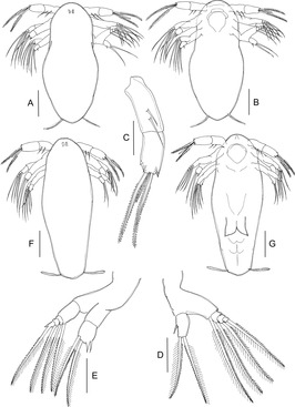 Lepeophtheirus elegans