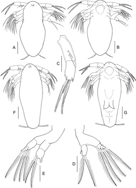 Науплиус личинка