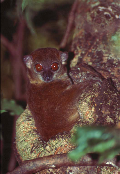 File:Lepilemur sahamalazensis a.PNG