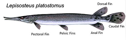 Gar Chart