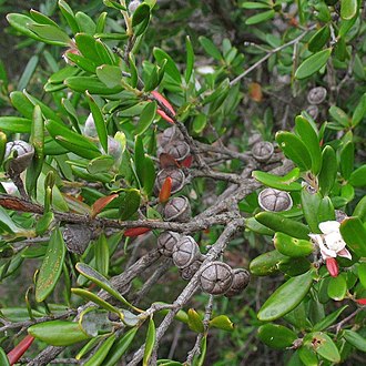 Fruit Leptospermum deuense fruit.jpg