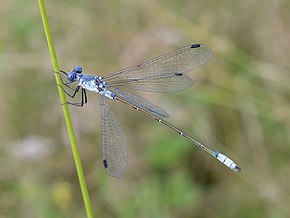 Beskrivelse av Lestes macrostigma2.jpg-bildet.