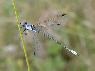 Lestes macrostigma