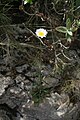 Leucanthemum gracilicaule