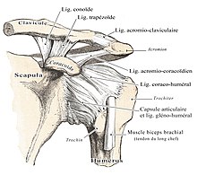 articulatia scapulotoracica artroza ce este articulația șoldului