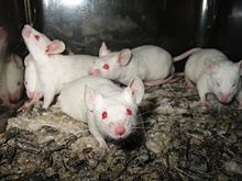 Amelanistic laboratory mice, such as these, have no pigment in their skin, hair, or eyes. Their eyes are reddish. Lightmatter lab mice.jpg