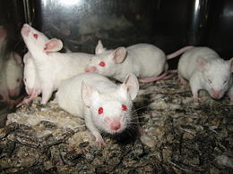 Souris de laboratoire — Wikipédia