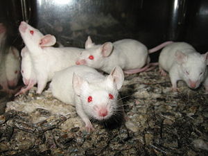 Laboratory mice Location: Children's Hospital ...