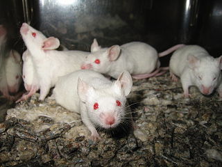 BALB/c albino, laboratory-bred strain of the House Mouse