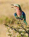 Lilac-breasted roller.jpg