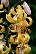 Híbrido del grupo cultivar Martagon: Lilium × dalhansonii 'Mrs R. O. Backhouse'