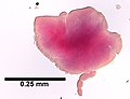 Limnodriloides medioporus (YPM IZ 072290) 004.jpeg