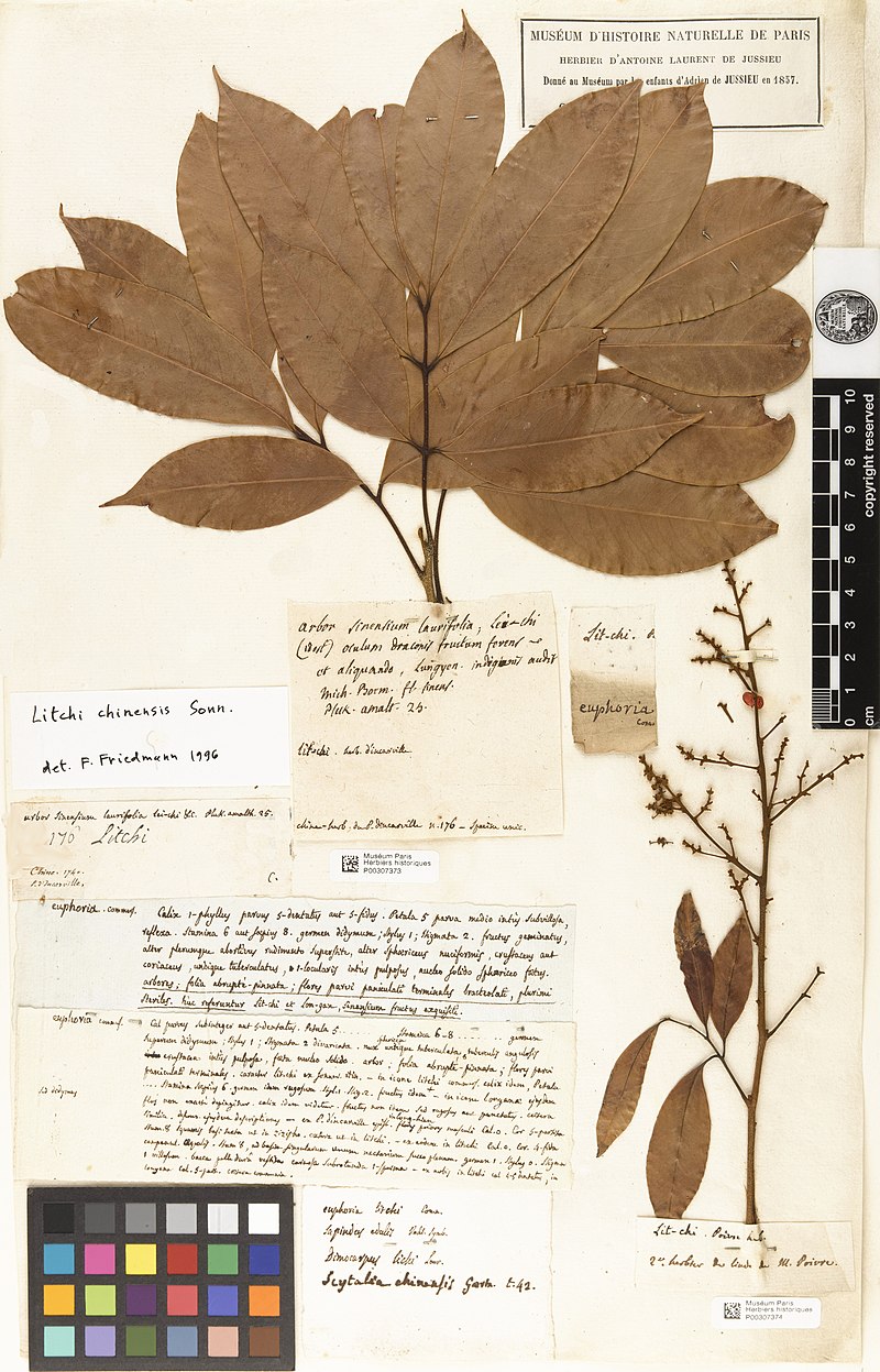 Les botanistes - Page 31 800px-Litchi_chinensis-herbier_d%27Incarville_1740