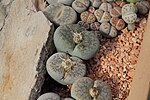 Miniatura per Lithops