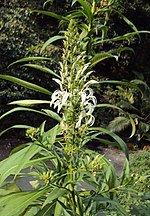 Miniatura para Lobelia nicotianifolia