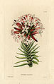 Crassula versicolor (Loddiges 433) drawing by William Miller engraved by G Cooke, 1818