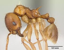 Lophomyrmex birmanus