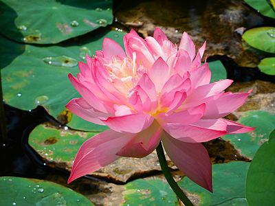 Nelumbo Nucifera