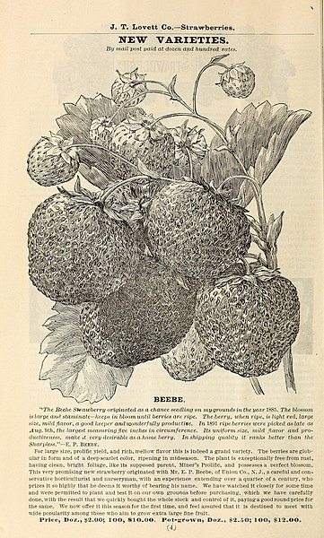 File:Lovett's illustrated catalogue of fruit and ornamental trees and plants for the autumn of 1891 (16379906184).jpg