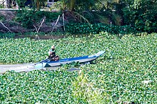 Water hyacinth on a canal in Tien Giang province, Vietnam. LucbinhTienGiang.jpg