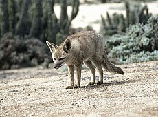 Renard gris d'Argentine.