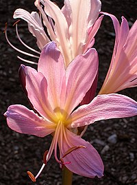 Lycoris squamigera (1).jpg