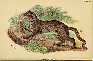 <i>Pardofelis</i> Genus of carnivores