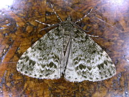 Pseudocoremia melinata