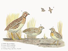 Macaronesian quails