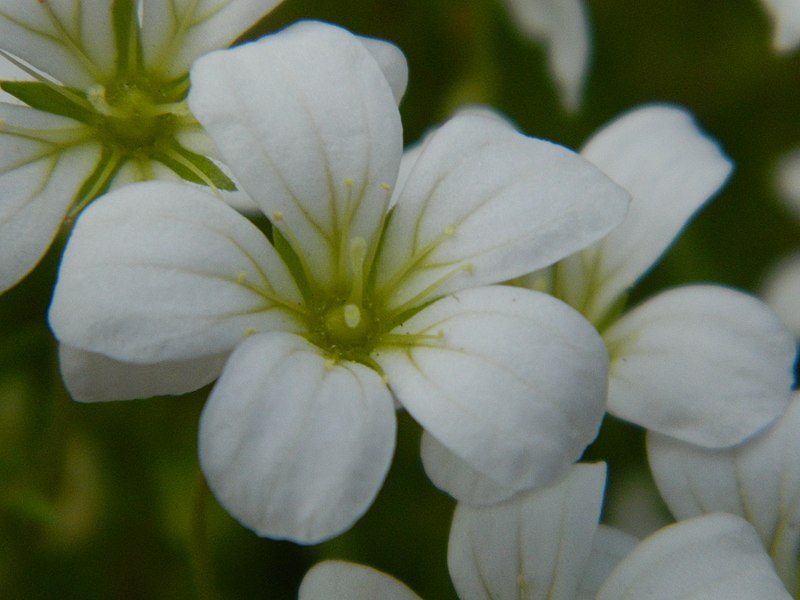 File:Macro, White Flower - panoramio.jpg