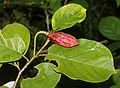 Magnolia sieboldii subsp. japonica (fruits s2).jpg