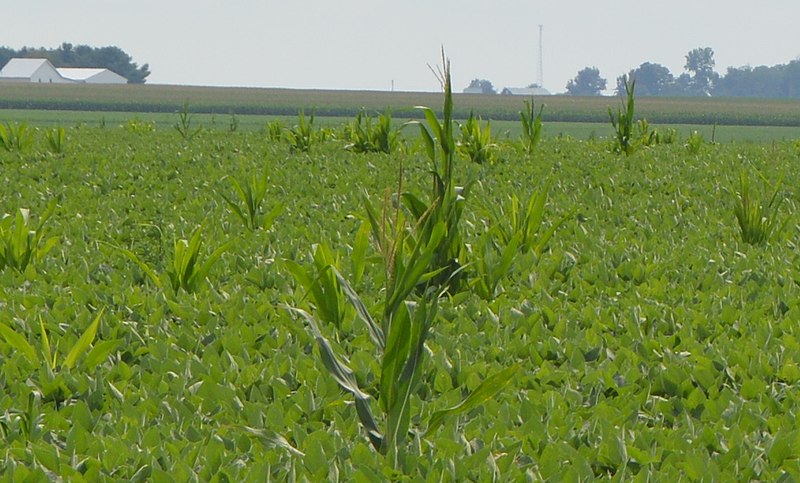 File:Maize in soybean field, Monroe Township cropped.jpg