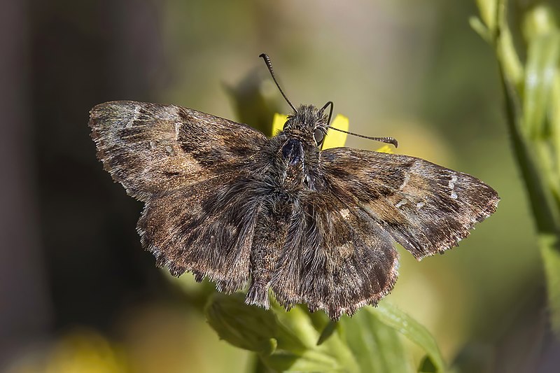 File:Mallow skipper (Carcharodus alceae) Corfu.jpg