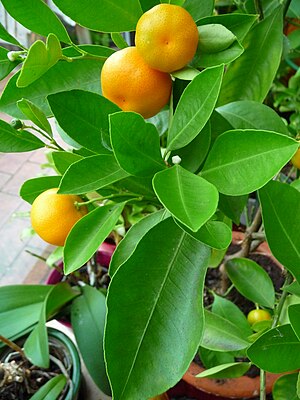 Mandarine: Herkunft, Mandarinenähnliche, Beschreibung