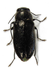 Maoraxia eremita (Белая, 1846) .jpg