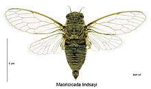 Maoricicada lindsayi male.jpg