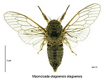 Маорикада otagoensis otagoensis male.jpg