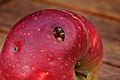 Asiatische Marienkäfer fressen sich in einen Apfel