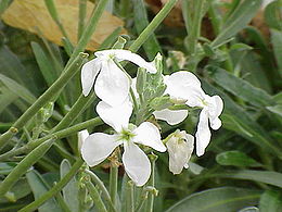 Pilkoji leukonija (Matthiola incana)