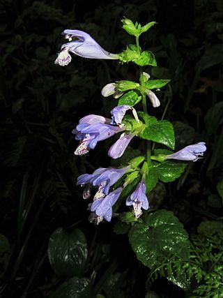 <i>Meehania</i> Genus of flowering plants