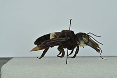 Megachile pluto - lateral view - Naturalis Biodiversity Center (1991).jpg