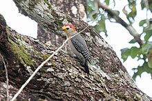 Melanerpes pygmaeus.jpg