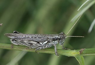 <i>Melanoplus complanatipes</i> Species of grasshopper