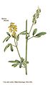 Melilotus officinalis