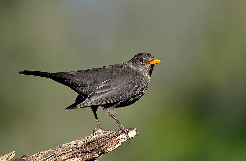 File:Melro-preto, fêmea, Common Blackbird, female (52853759713).jpg