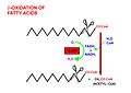 5. Beta oxidatio in mitochondrio