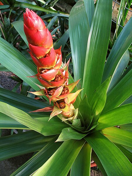 Mezobromelia