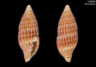 <i>Vexillum fortiplicatum</i> Species of gastropod