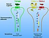 TRPM8, TRPA1 та TRPV1 іонні канали, що реагують на метол, алілізотіоціанат та капсаїцин (що є у м'яті, гірчиці та перці чілі, відповідно)