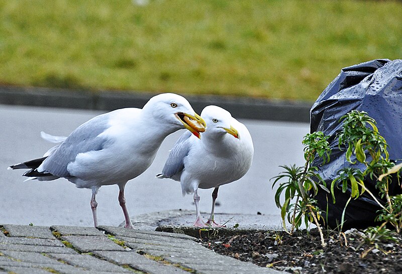 File:Monday morning breakfast^ - geograph.org.uk - 1720213.jpg